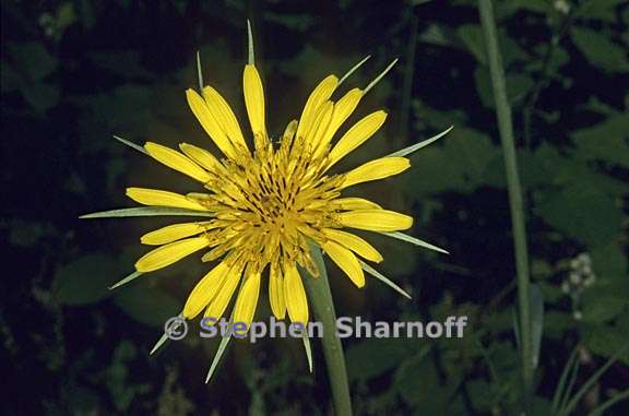 tragopogon dubius 4 graphic